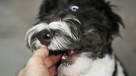 La Universidad de Harvard dio a conocer los resultados del estudio