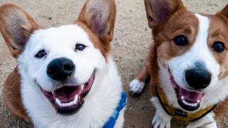 Los perros son las mascotas más leales que existen. Foto Unsplash.