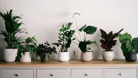 Plantas, hogar. Fuente: Unsplash