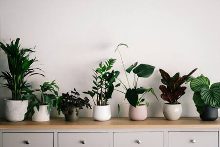 Plantas, hogar. Fuente: Unsplash