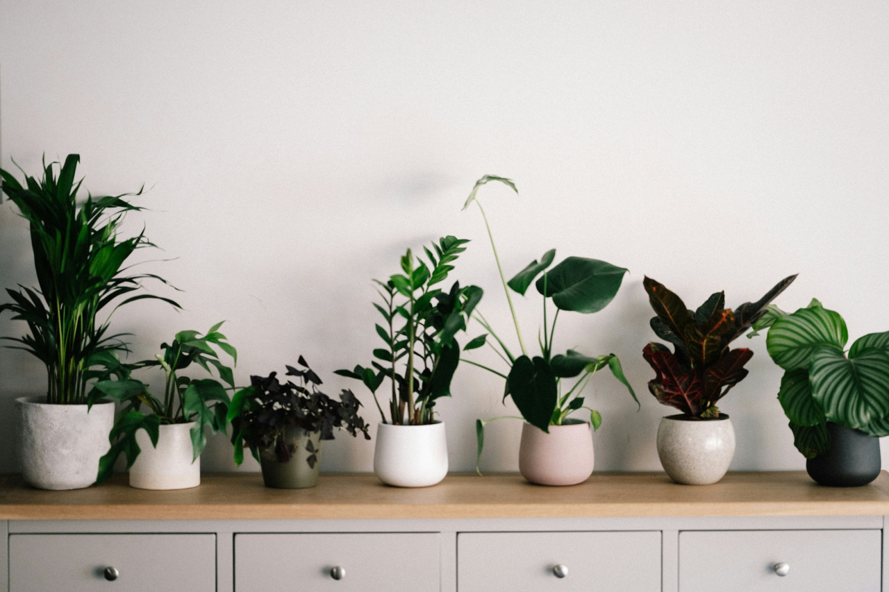 Plantas, hogar. Fuente: Unsplash