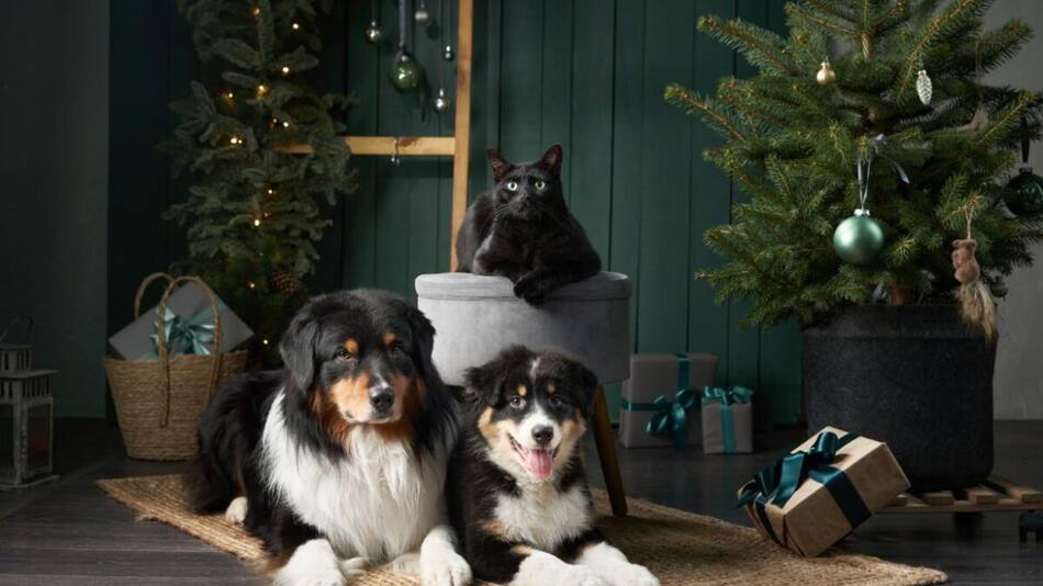 Mascotas durante las Fiestas.
