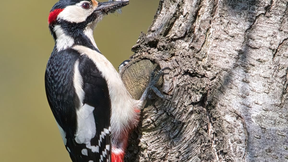 El impactante secreto del pájaro carpintero que desafía todo lo que sabías