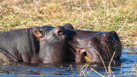 Hipopótamos en Colombia