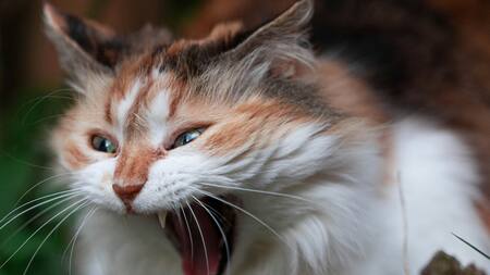 ¿El color del pelaje influye en la personalidad del fenilo?. Foto: Unsplash