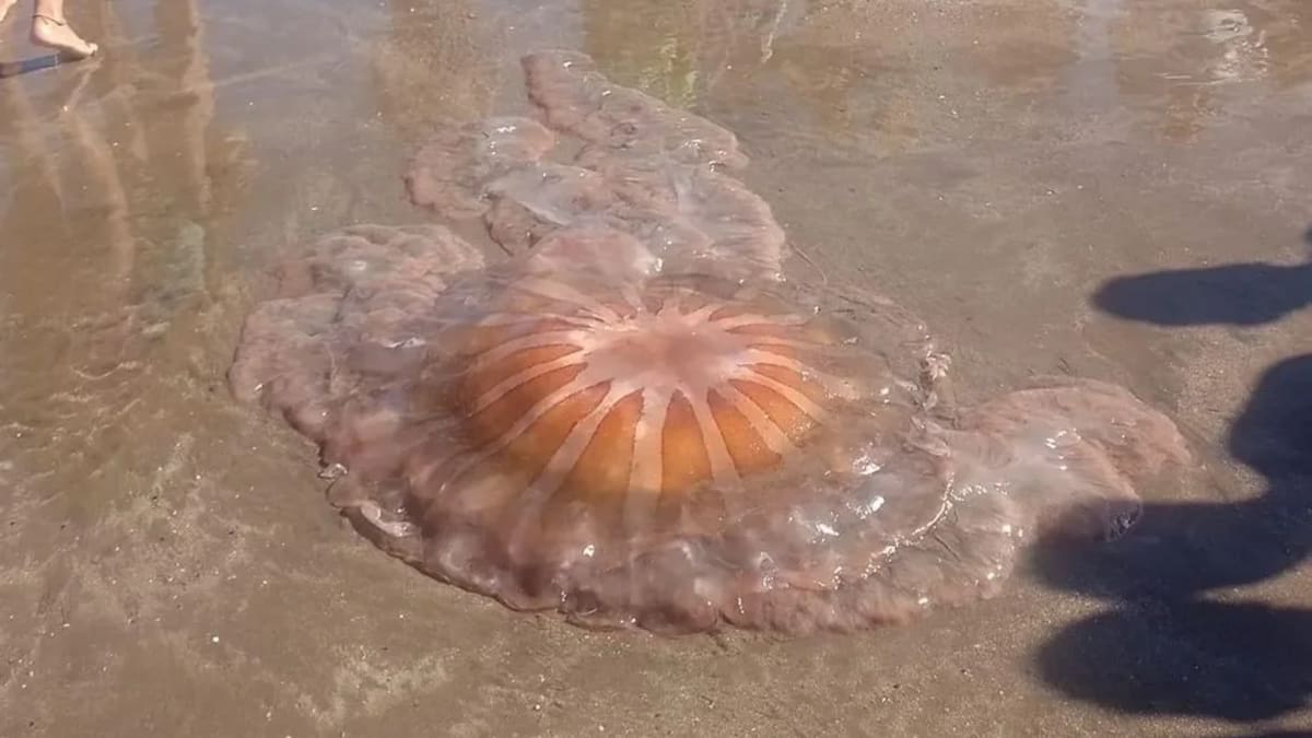 Medusas en Mar del Plata.