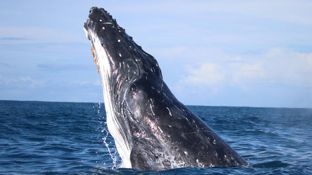 Ballenas. Foto: EFE.