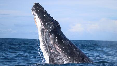 Ballenas. Foto: EFE.