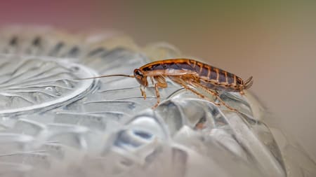 El truco para eliminar las cucarachas de tu casa. Foto Unsplash.