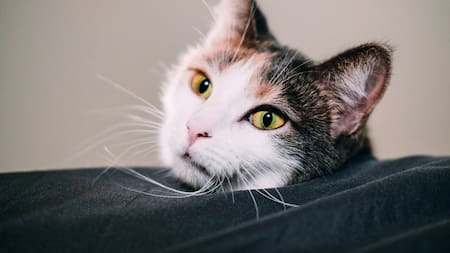 Gato. Foto: Unsplash