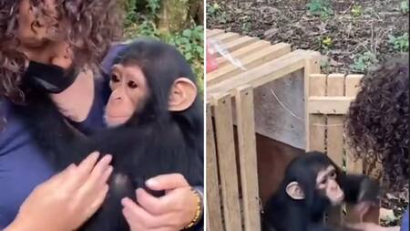 Chimpancé bebé rescatado. Foto: captura.