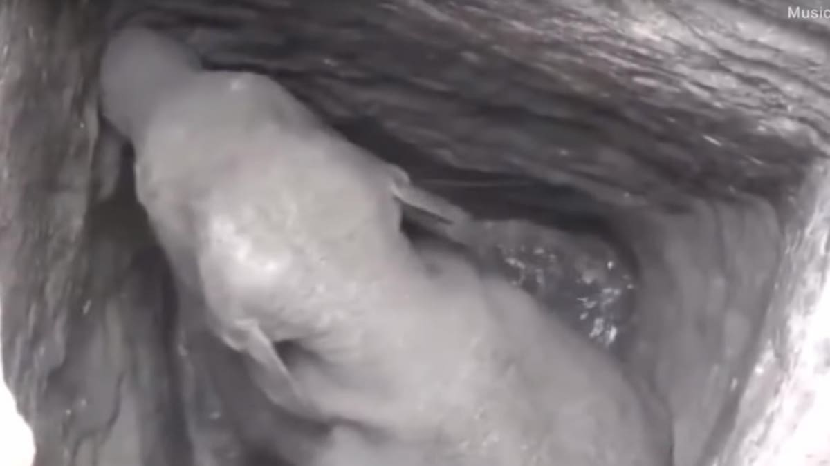 Elefante atrapo en pozo