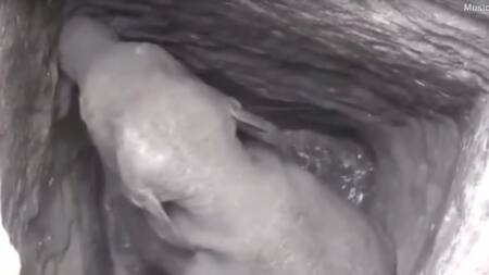 Elefante atrapo en pozo