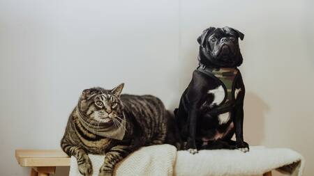 Perros, gatos, animales. Foto: Unsplash
