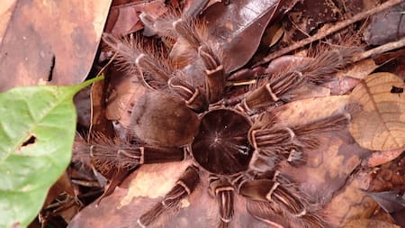 Theraphosa blondi, la tarántula gigante que ingresó al récord Guinness. Foto: ArgentíNat.