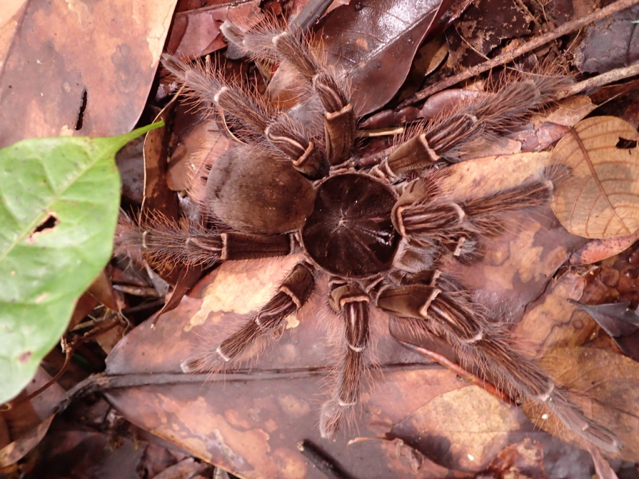 Theraphosa blondi, la tarántula gigante que ingresó al récord Guinness. Foto: ArgentíNat.