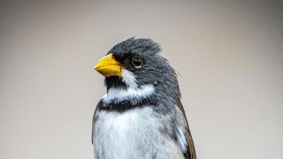 Sporophila caerulescens, más conocido como corbatita. Foto: Pexels.