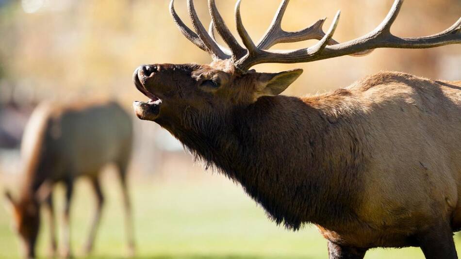 Ciervos, animales salvajes, mundo animal