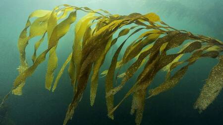 Bosques marinos. Foto: @laggercristian