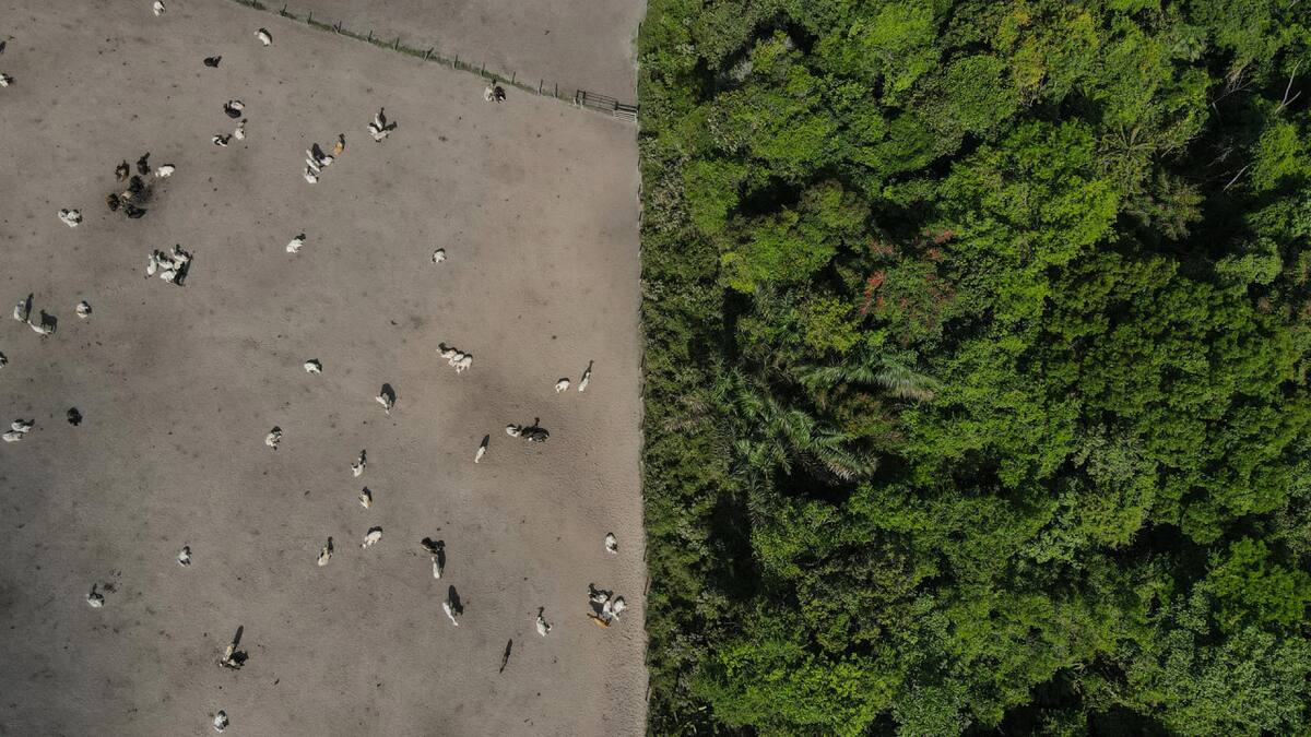 Deforestación en el Amazonia. Foto: EFE.