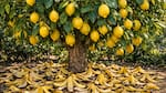 Limonero fuerte y sano: el truco natural con cáscaras de banana que pocos conocen