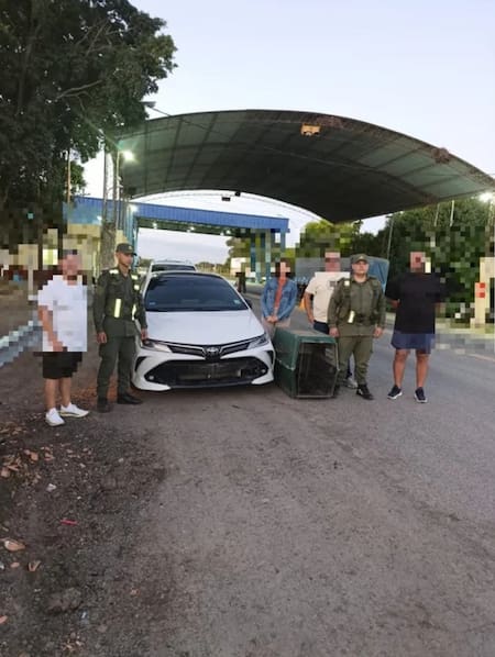 Rescataron un ejemplar de mono carayá de un auto. Foto: NA.