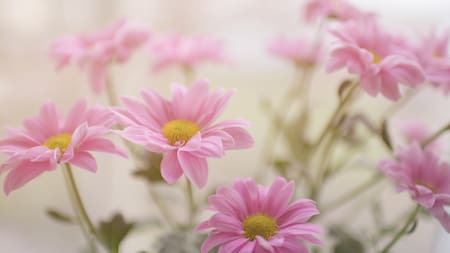 Peonías. Foto: Unsplash