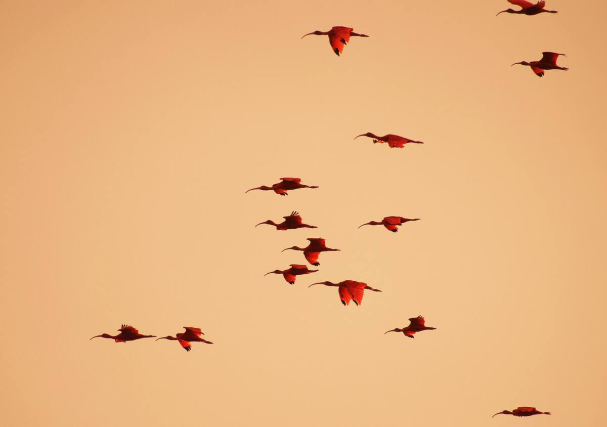 Ibis eremita; ave. Foto: Unsplash