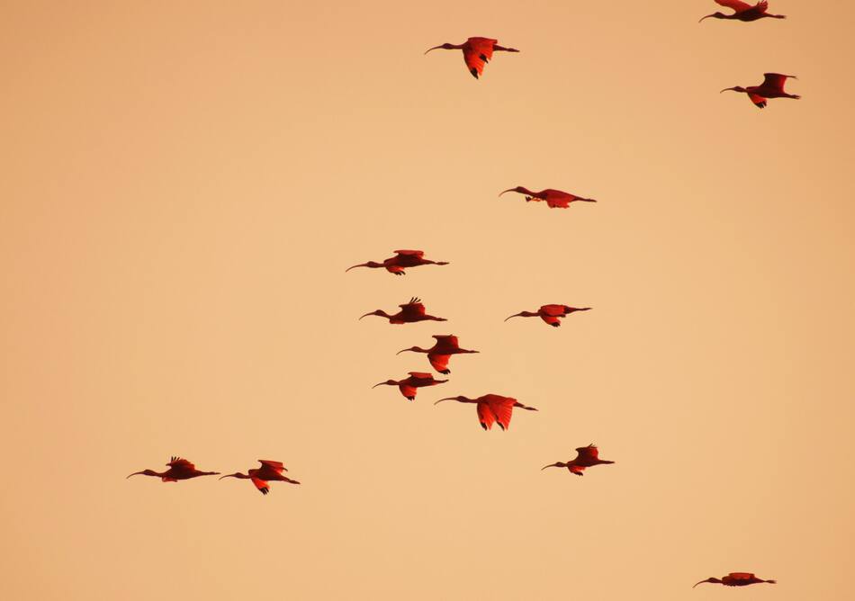 Ibis eremita; ave. Foto: Unsplash