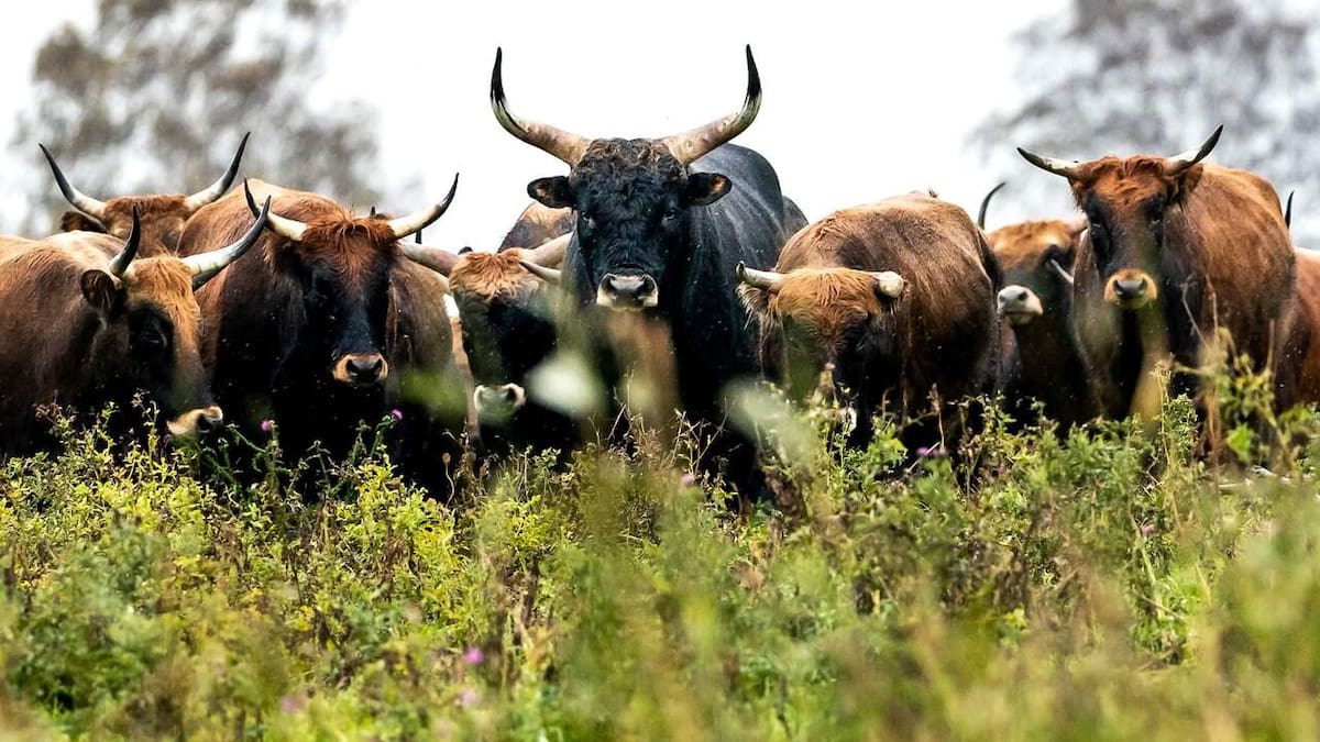 Ganado Heck en la reserva natural Oostvaardersplassen.