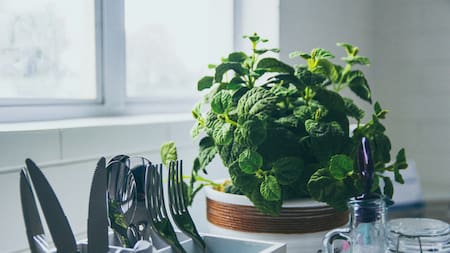 ¿Por qué recomiendan dejar hojas de menta en la heladera? Foto: Unsplash