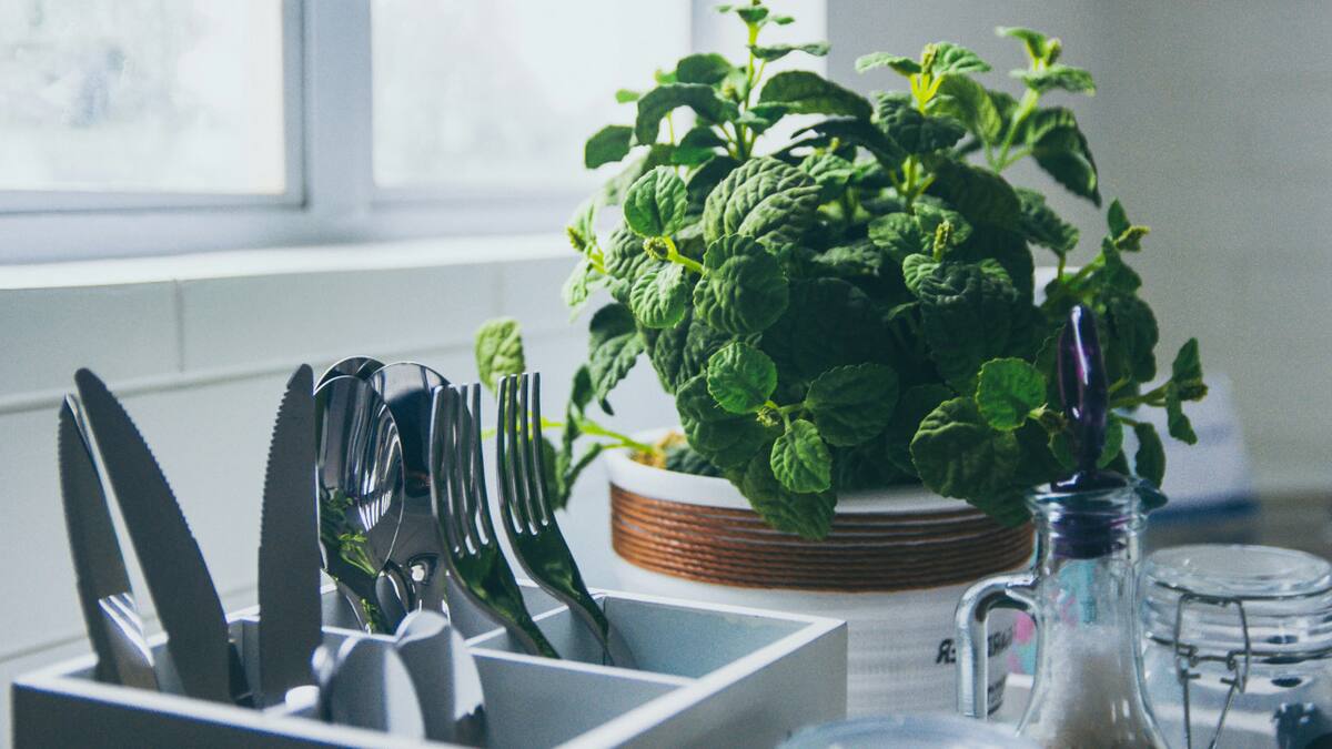 Los increíble beneficios de la menta para la salud. Foto: Unsplash