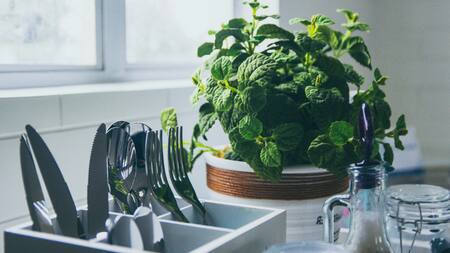 Los increíble beneficios de la menta para la salud. Foto: Unsplash