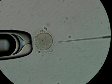 Embriones. Foto: EFE