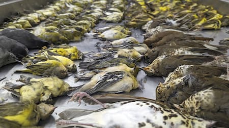 Expertos inspeccionan los cuerpos de las aves. Foto: gentileza Museo Field de Chicago.