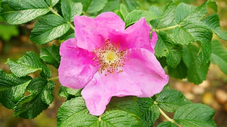Para transformar tu jardín en un cuento de hadas: la planta que da flores color magenta y un aroma que se impregna en el hogar