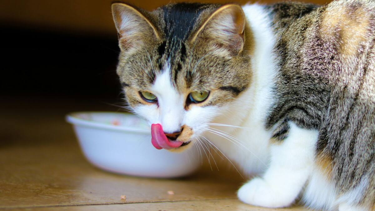 Cuáles son los alimentos para humano que debés darle a tu gato.