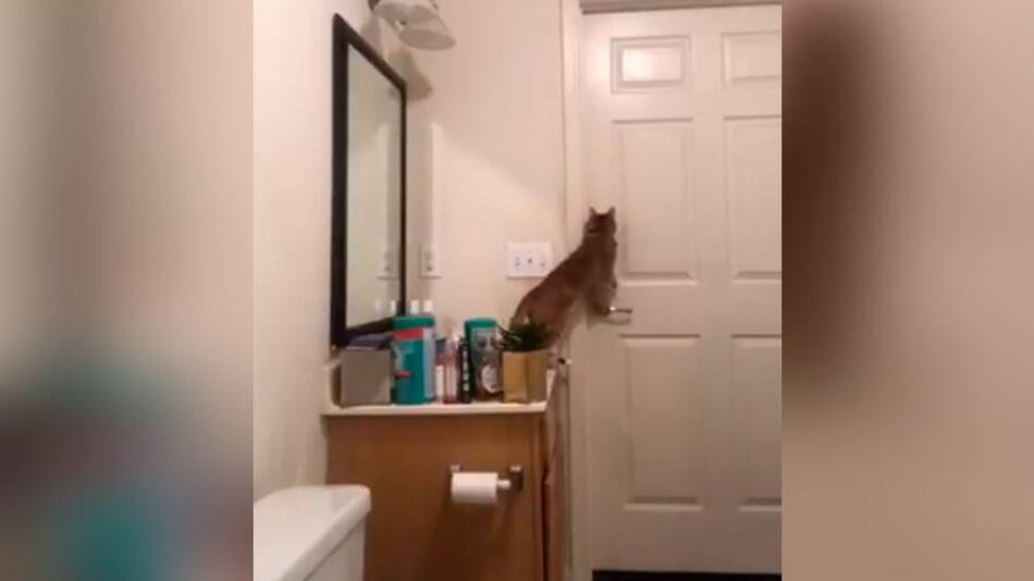 Video viral: la increíble maniobra de un gato para escapar de un baño