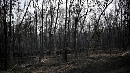 Árboles quemados en el lugar del incendio cerca de Barraga Bay, Nueva Gales del Sur. Foto: EFE.