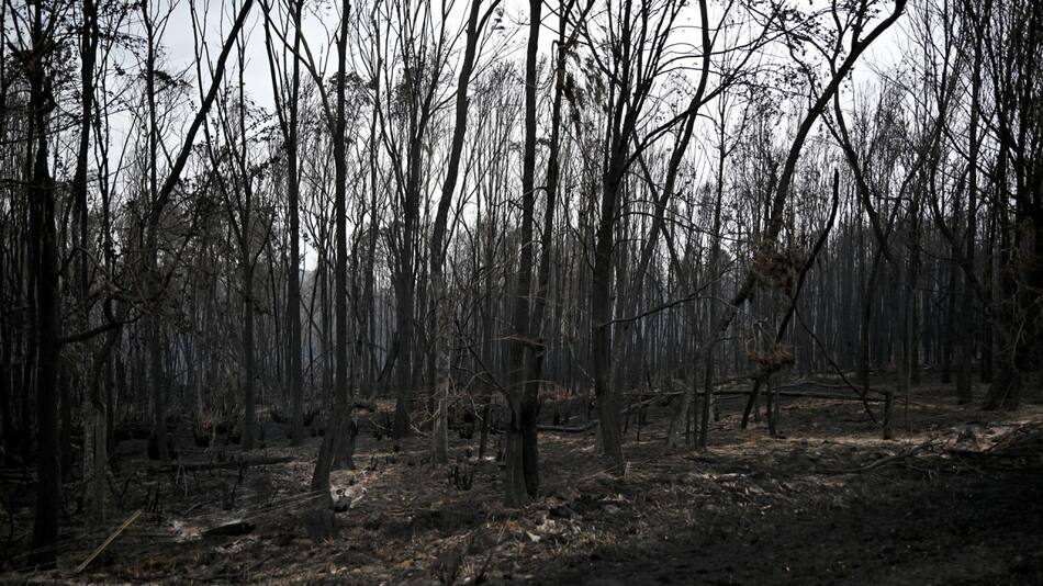 Árboles quemados en el lugar del incendio cerca de Barraga Bay, Nueva Gales del Sur. Foto: EFE.
