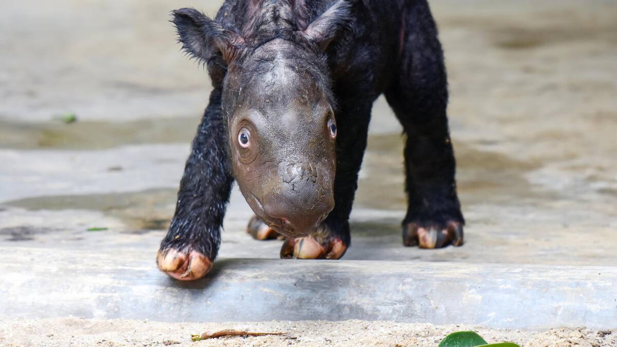 Nace un rinoceronte de Sumatra, especie amenazada. EFE