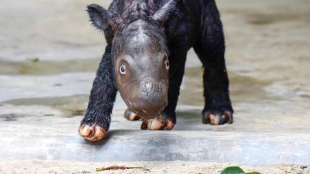 Nace un rinoceronte de Sumatra, especie amenazada. EFE