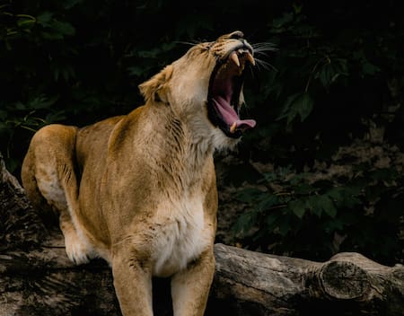 Puma. Foto: Unsplash