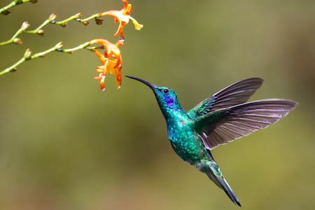 Colibrí de patas azules. Foto: Unsplash.