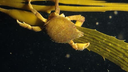 Cangrejo de Huiro . Foto: Instagram @proyecto_huiros