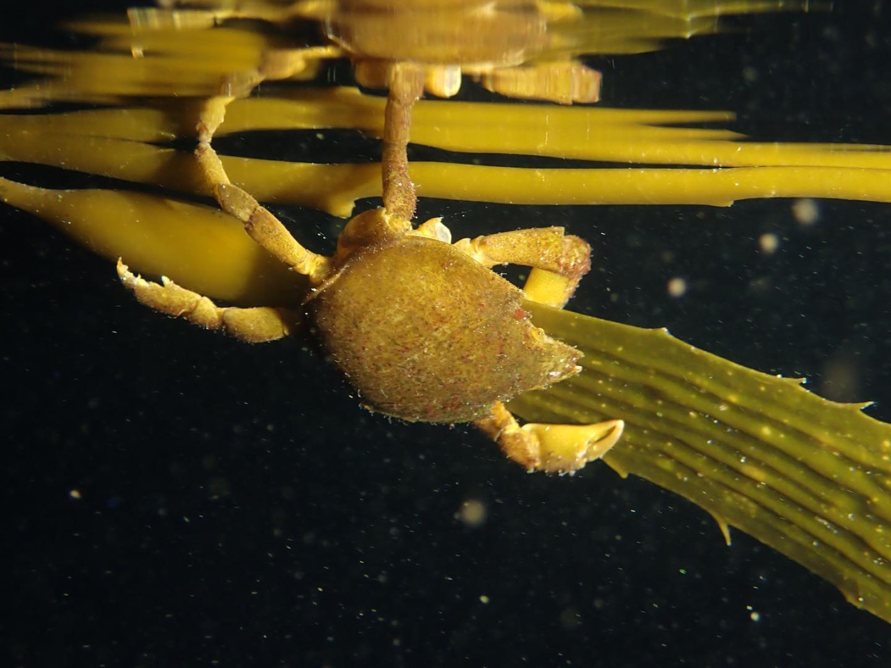 Cangrejo de Huiro . Foto: Instagram @proyecto_huiros