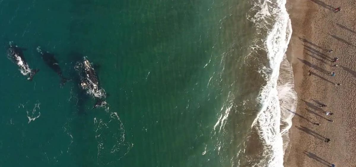 Ballenas en proceso de parto. Foto: captura Ruptly.