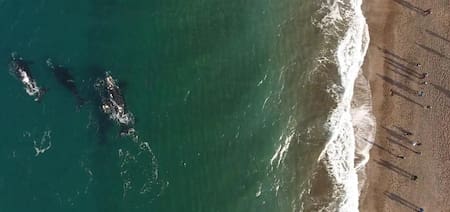 Ballenas en proceso de parto. Foto: captura Ruptly.