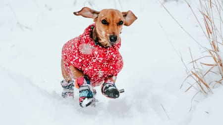 Cómo proteger a los perros de la nieve para que no se enfermen. Foto Unsplash