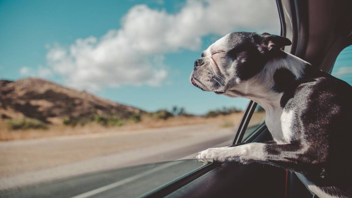 Perro, viaje. Fuente: Pexels